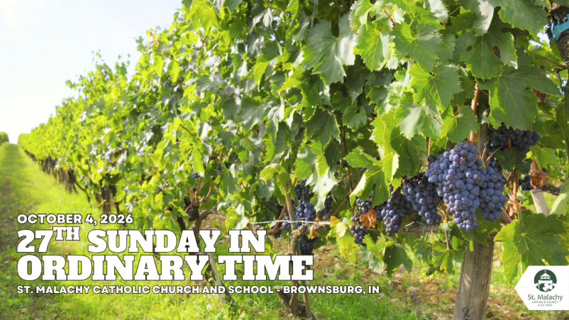 27th Sunday Homily