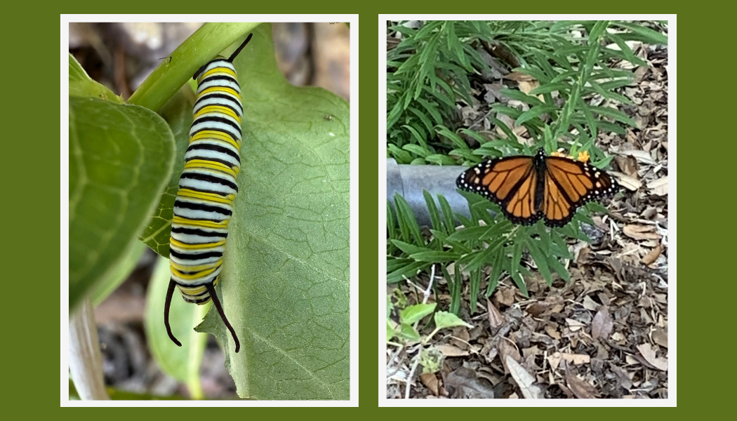 Have You Seen the Monarchs?