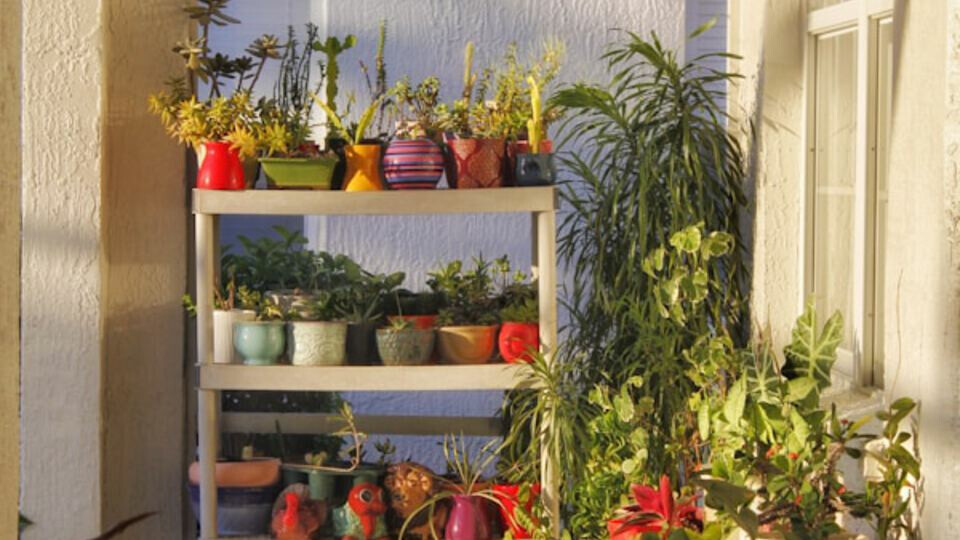 Ladies Fun Night: Plant Party