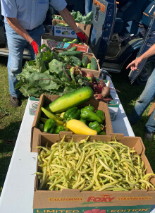 A harvest of beans, cucumbers, and other veggies from our community garden.