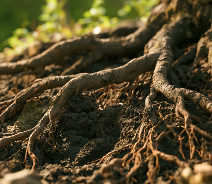 Deep Roots in Christ