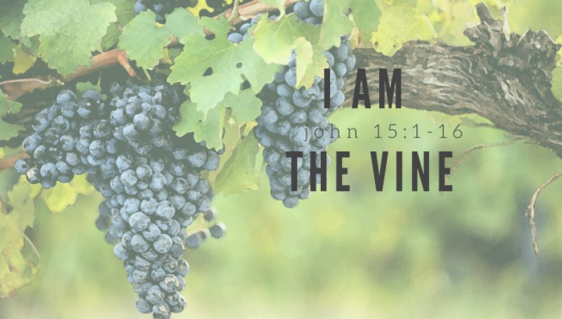 I am the Vine
