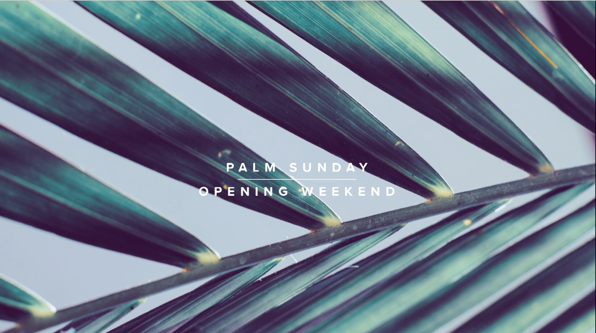 Palm Sunday 2017