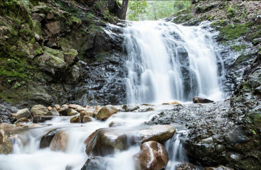 All Church Hike - Uvas Canyon County Park