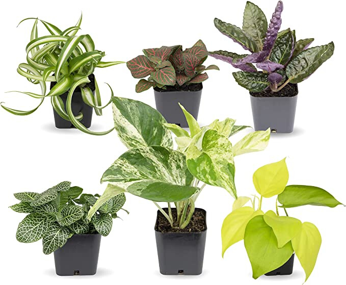 Spring Plant Exchange
