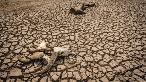 Dry Bones