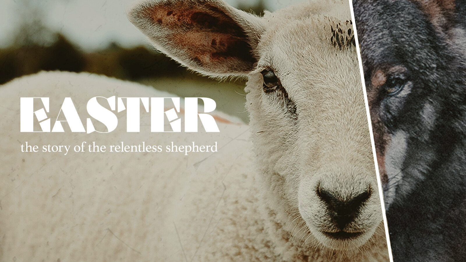 The Relentless Shepherd
