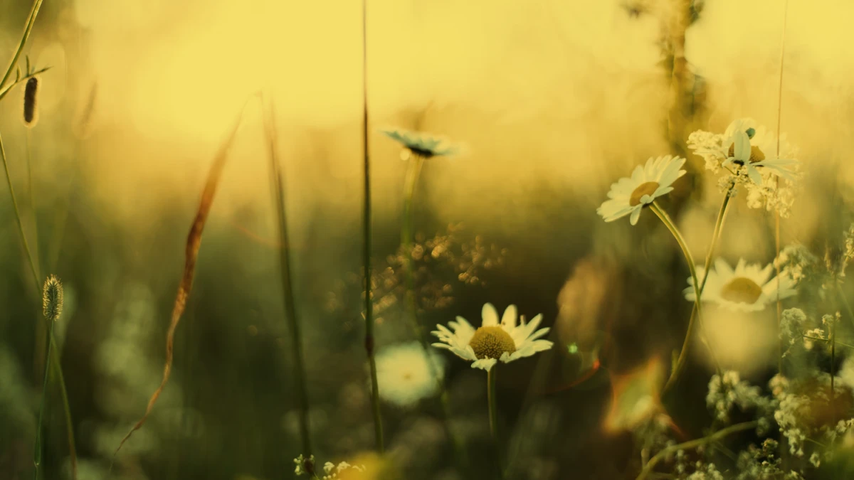 Sumer Before Spring Gl Jewish Holidays - Spring and Summer | Temple Judea