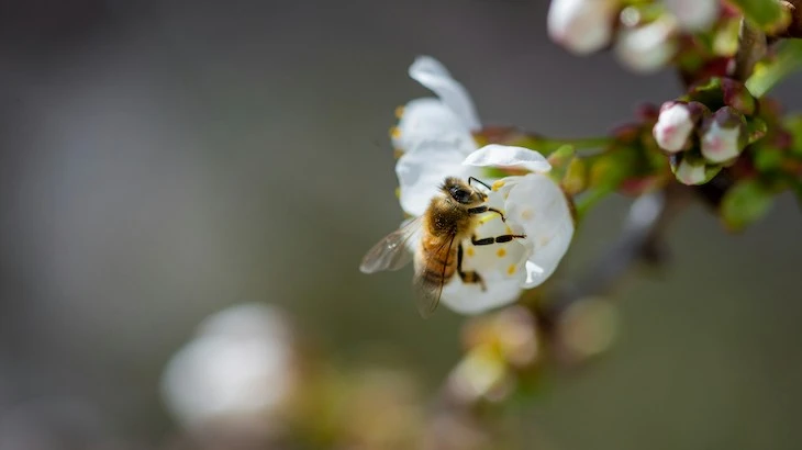 Honeybee in white blossom