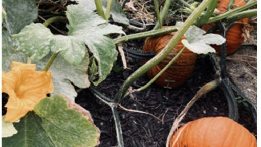 A Pumpkin Patch Surprise