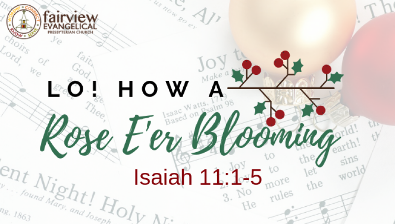 Lo! How a Rose E'er Blooming