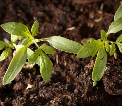 Pull the Weeds 