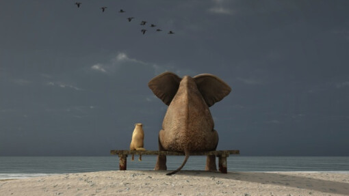 Contemplation in Chaos