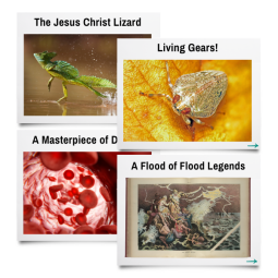 Creation Gospel Tracts