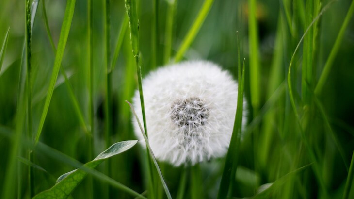 Dandelion white with seeds in green grass