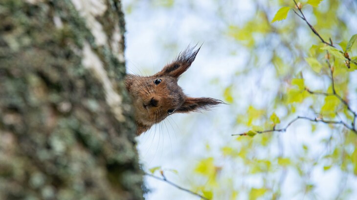 Squirrel peeking around a tree