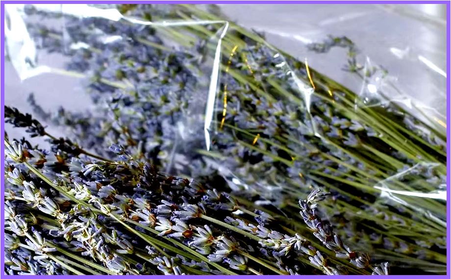 Road Trip for Women - Lavender Patch Farm