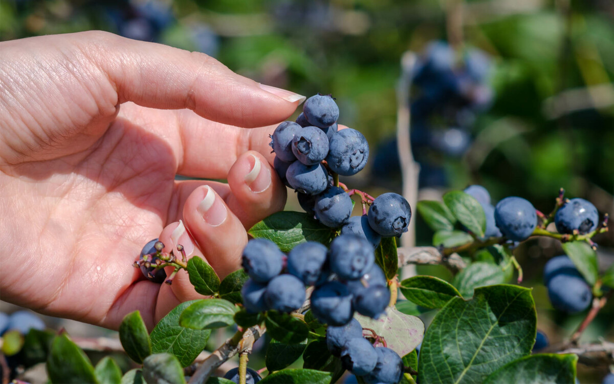 Women's Annual Blueberry Picking