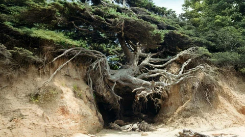 Rooted and Suited