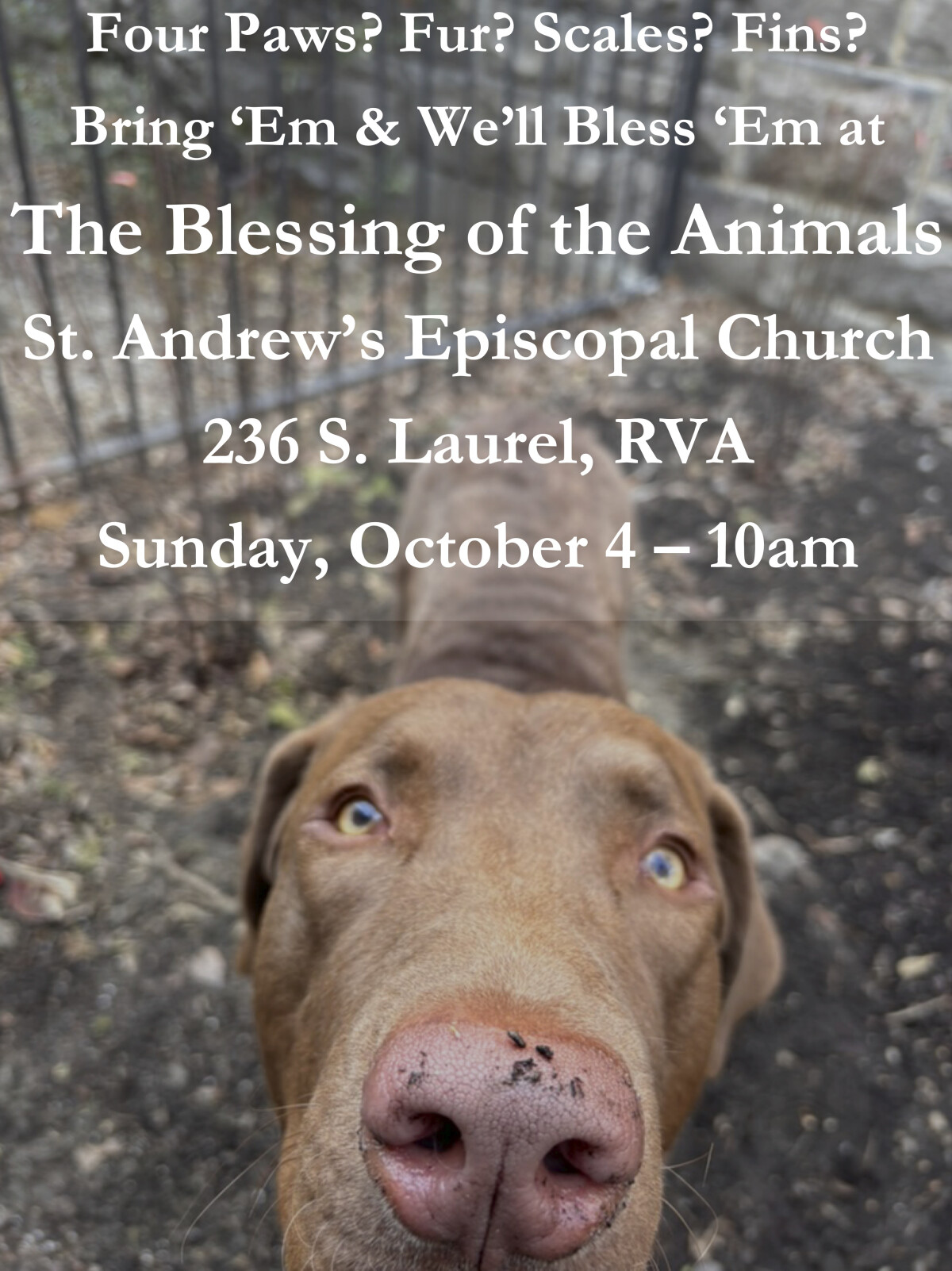 10:00 a.m. Holy Eucharist & The Blessing of the Animals - In The Church