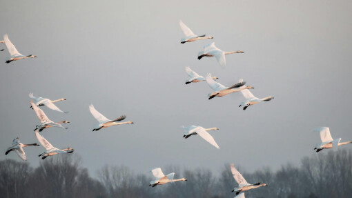 Restoring Sexual Innocence