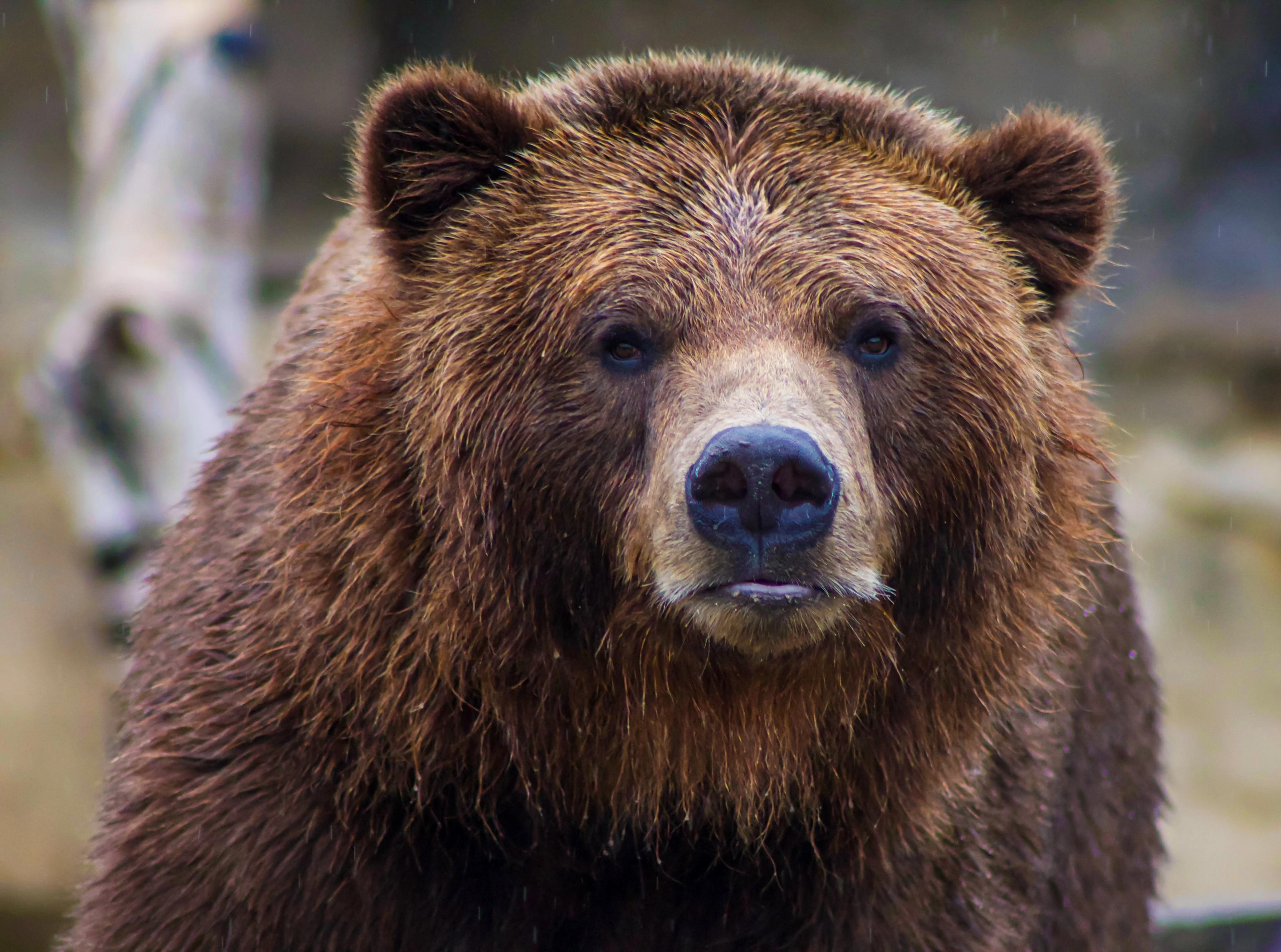 Angry Bear at the Movies