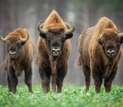 Walking into the Storm