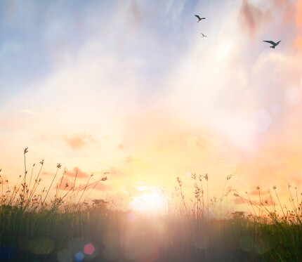 Embrace Your Adoption