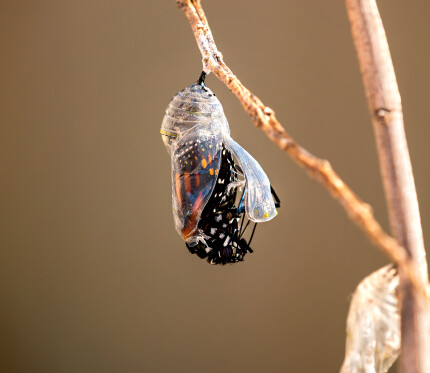 Your True Identity in Christ