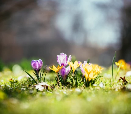 Easter and Spring Bloom Again! 