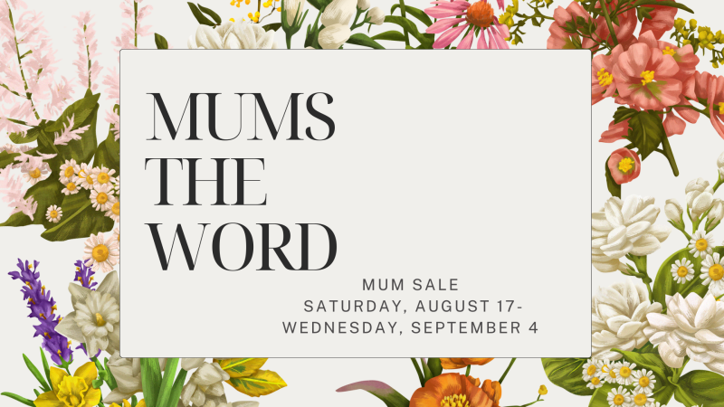 Mums the Word (Mum Sale)