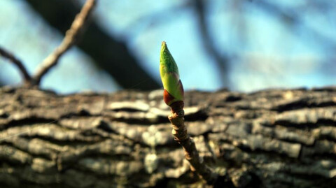 The Mind of the Spirit