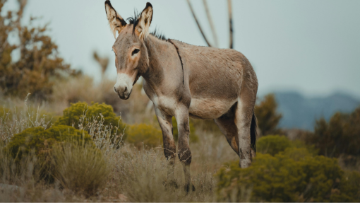 When God Speaks Through the Unexpected: The Divine Donkey