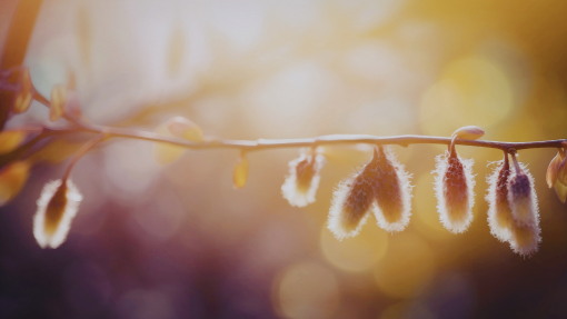 Light for the New Year