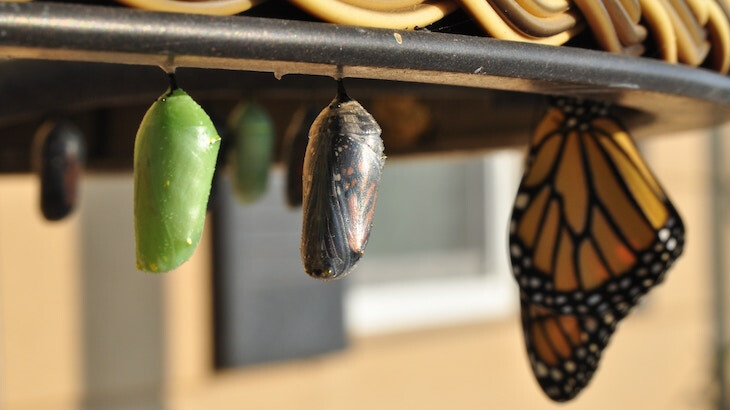 Monarch chrysalises in different stages