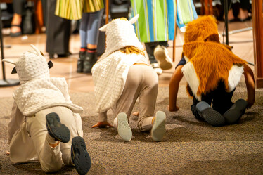 sheep in nativity play