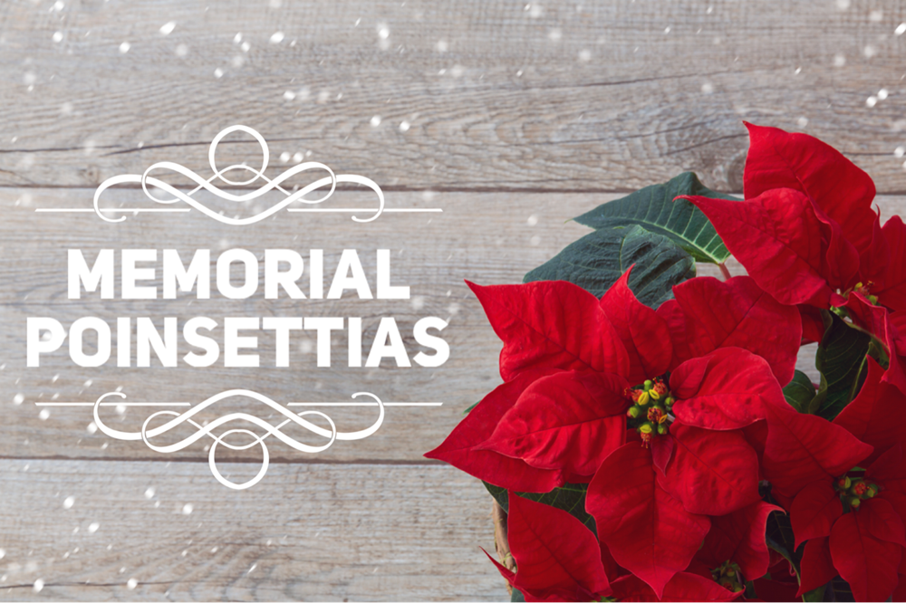 Memorial Poinsettias 