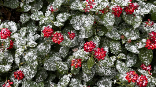 Holiday Giving Opportunities at Highland