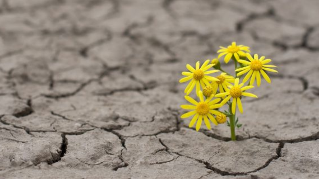 Resilience