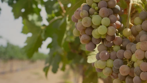 Fruit Filled Branches