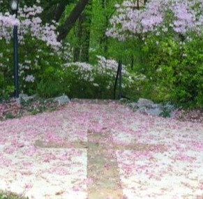 8AM Parish Clean-Up Day & Cook-out