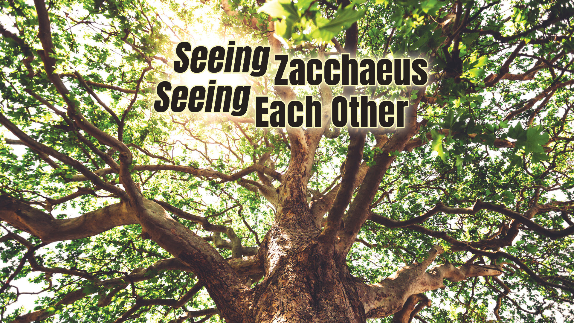 Seeing Zaccheaus, Seeing Each Other
