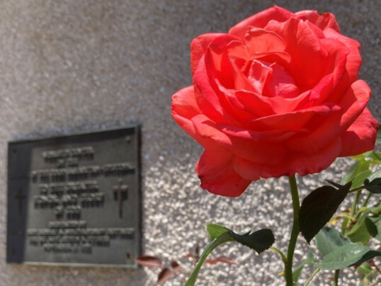 rose outside Good Sam Worship Center