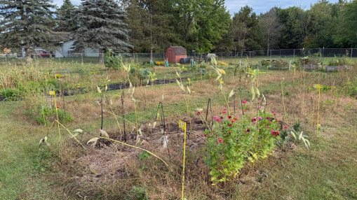 community Garden