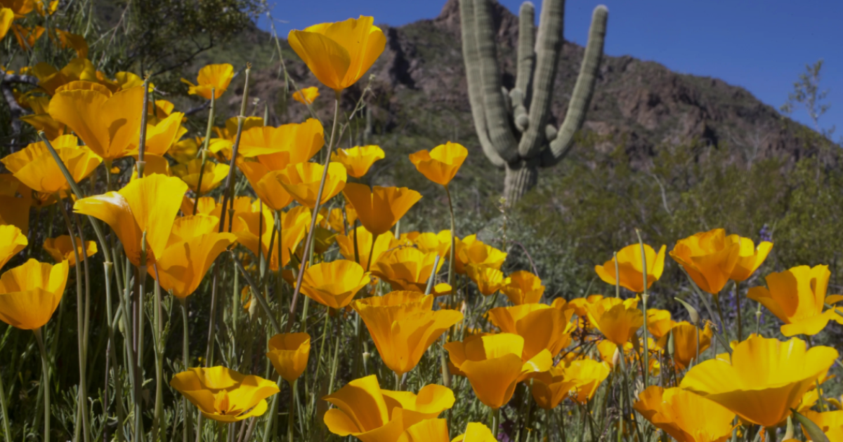 Desert Hills Lutheran Church