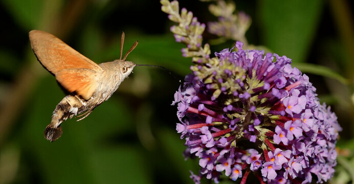 Hummingbird Butterfly