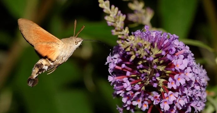 Hummingbird Butterfly