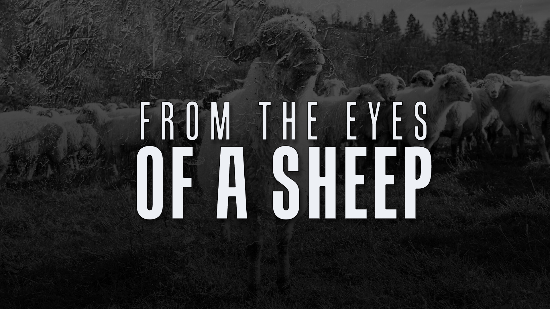 From the Eyes of a Sheep (Audio) episode artwork