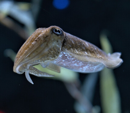 Even the Cuttlefish