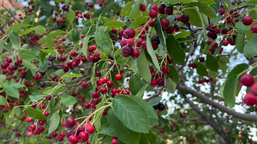 Season of Creation: Rooted in Reciprocity
